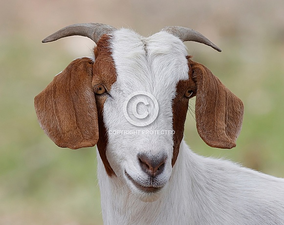 Goat