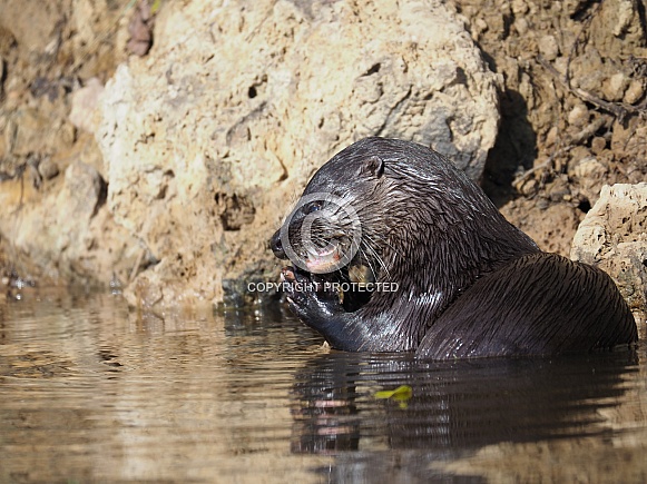 Neotropical River Otter Neotropical River Otter