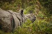 Indian rhino in the nature habitat