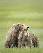 Brown Bear