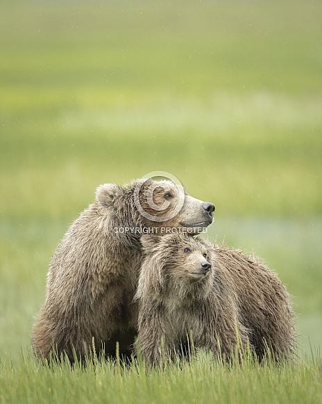 Brown Bear