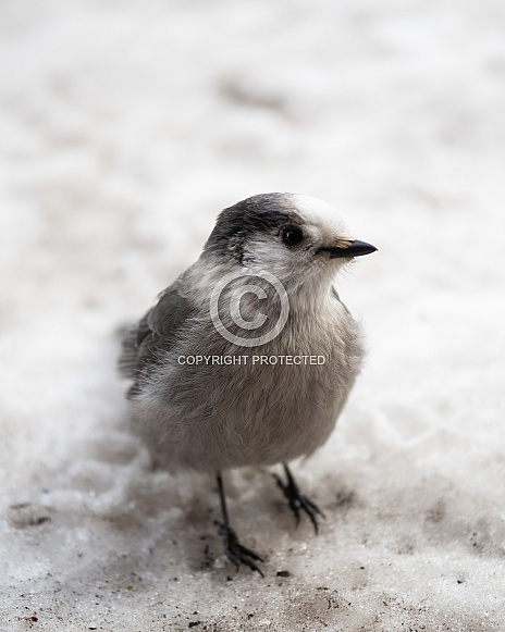 Canadian Grey Jay Portrait in Snow Canadian Grey Jay Portrait in Snow