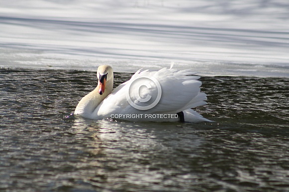 Mute Swan Mute Swan
