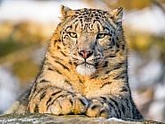 Pretty snow leopard posing