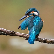 Kingfisher