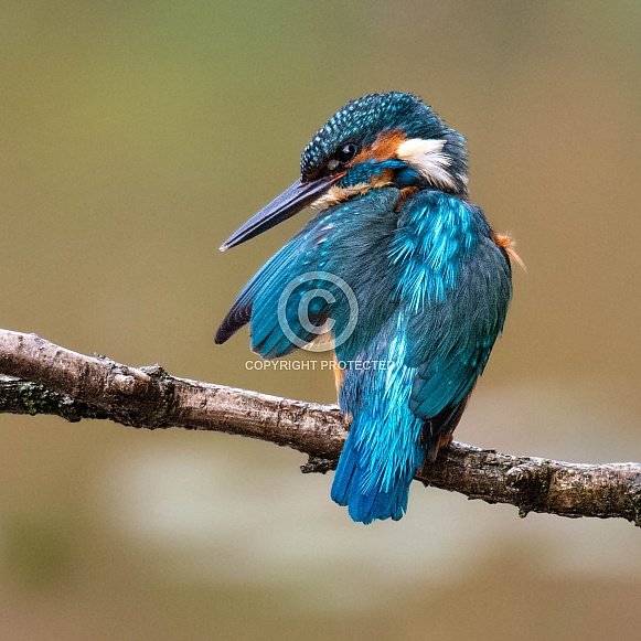 Kingfisher