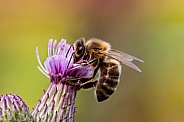 Honey Bee on Thistle Close up