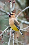 Cedar Waxwing (Bombycilla cedrorum)