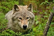 Gray Wolf