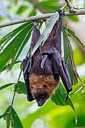 Rodrigues fruit bat (Pteropus rodricensis)