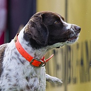 Brittany Spaniel