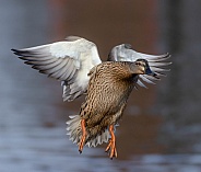 Female Mallard in flight