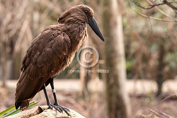 Hamerkop Full Body Standing