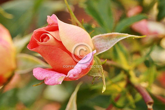 Orange and yellow rose Orange and yellow rose