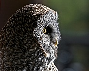 Great Grey Owl--Great Grey at Sunset
