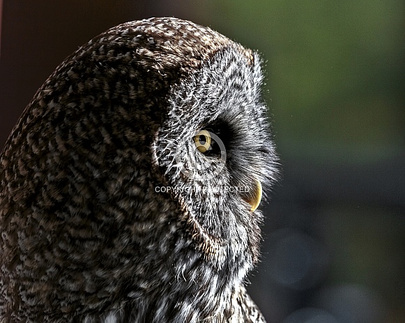 Great Grey Owl--Great Grey at Sunset Great Grey Owl--Great Grey at Sunset