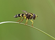 Superb Ant Hill Hoverfly