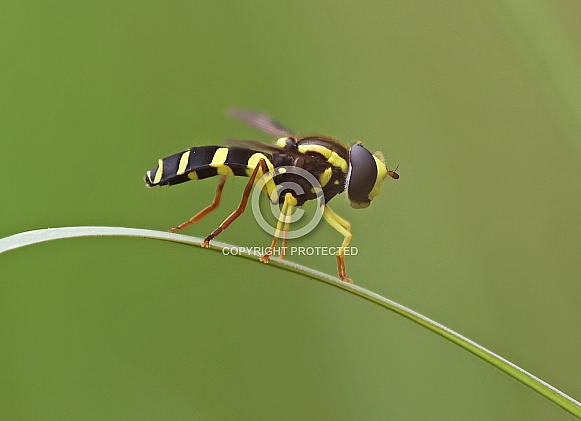 Superb Ant Hill Hoverfly