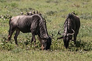Wildebeest with Wattled Starlings