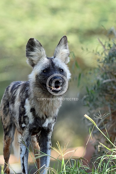 African Wild Dogs