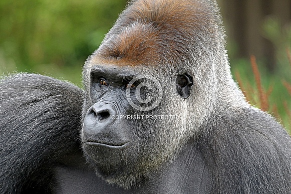 Western lowland Gorilla