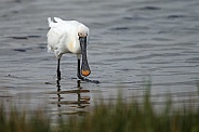 The Eurasian spoonbill