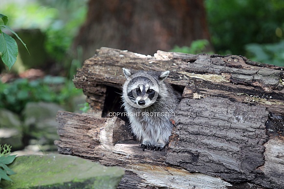 Raccoon (Procyon lotor)