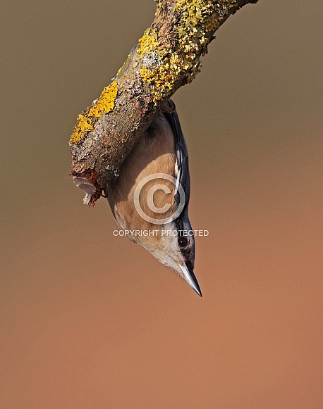 Nuthatch