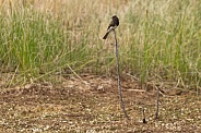 Black Phoebe, Sayornis nigricans