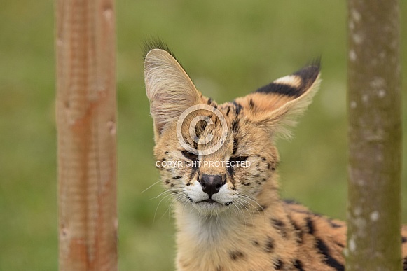 Serval