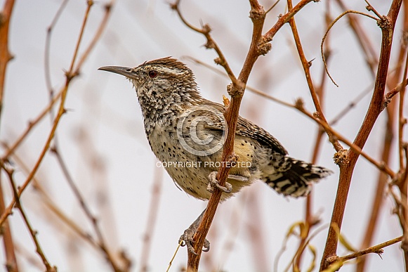 Cactus Wren Cactus Wren
