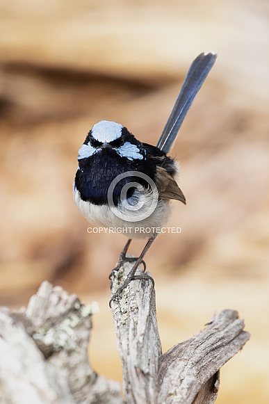 Superb fairy wren (wild)