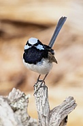 Superb fairy wren (wild)