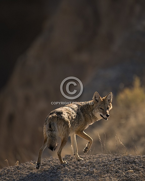 Coyote Coyote