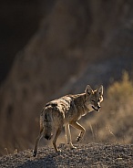 Coyote