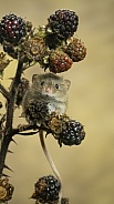 Harvest Mouse