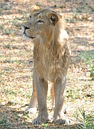 Asiatic Lion