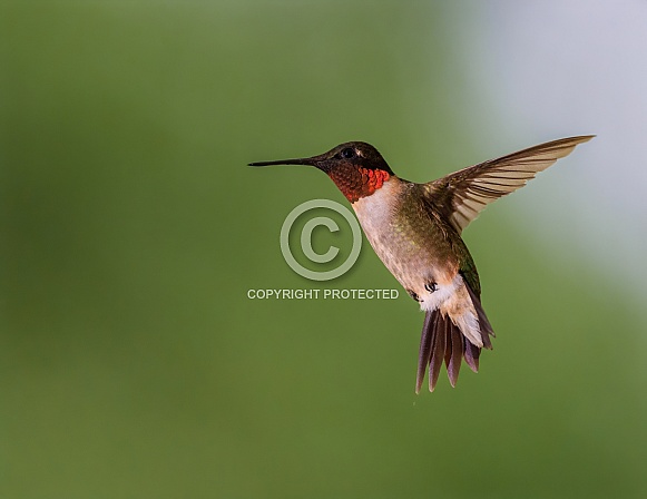 Ruby-throated Hummingbird