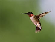 Ruby-throated Hummingbird