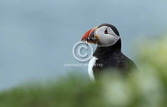 Puffin the birds from the arctic.