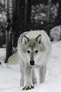 Tundra Wolf-Step by Step
