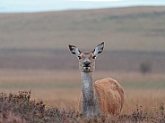 Red deer hind - portrait