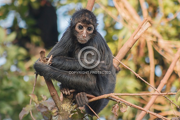 Young Columbian Spider Monkey In Tree Young Columbian Spider Monkey In Tree