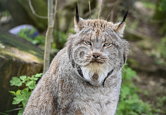 Canadian lynx