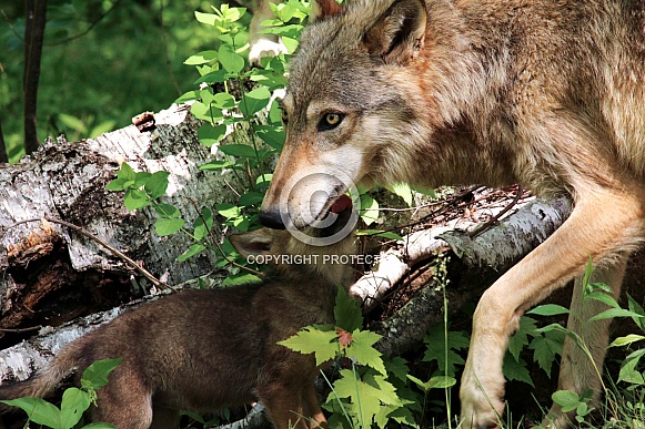 Wolf and Wolf Pups