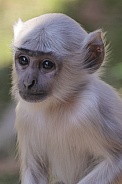 Bengal  Hanuman Langur (Semnopithecus Entellus)
