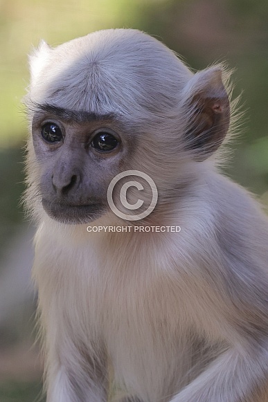 Bengal  Hanuman Langur (Semnopithecus Entellus)