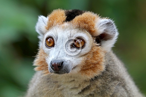 Crowned lemur (Eulemur coronatus) Crowned lemur (Eulemur coronatus)