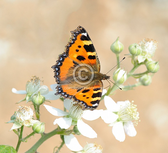 Small Tortoiseshell Butterfly Small Tortoiseshell Butterfly