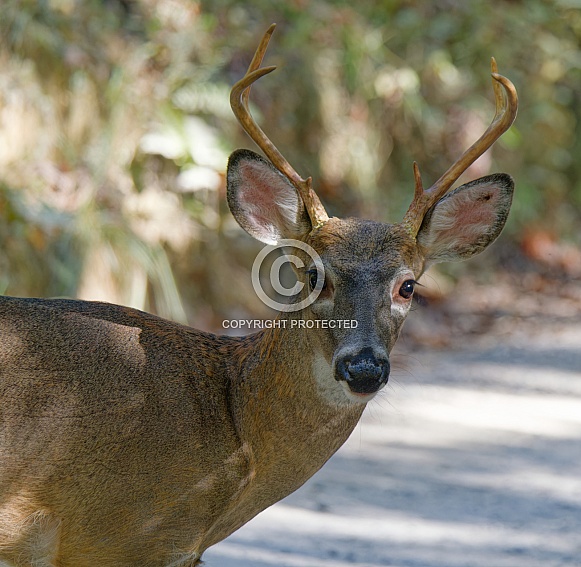 White tail deer